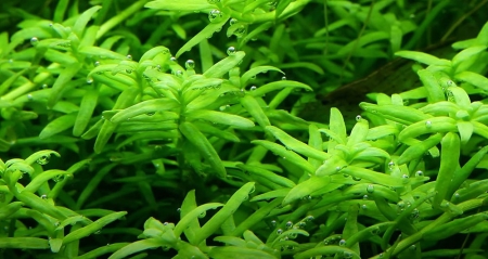 Rotala rotundifolia Green